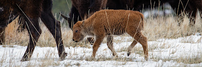 In My Own Words Baby Tatanka: A baby bison calf in Custer State Park by Dakota Visions Photography, LLC www.dakotavisions.com