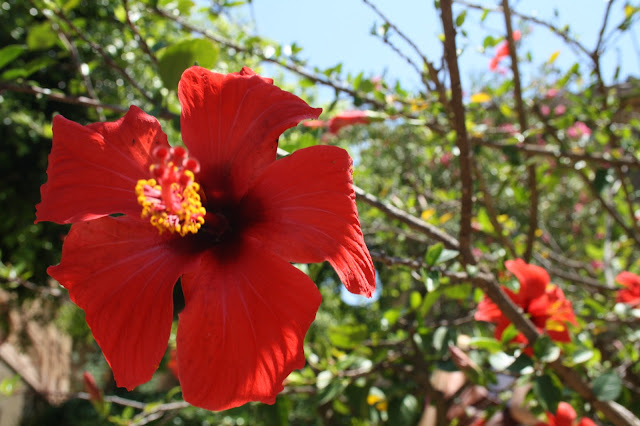 Sicilian flower