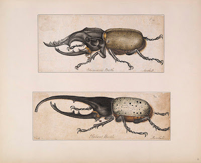 Rhinoceros and Elephant Beetles