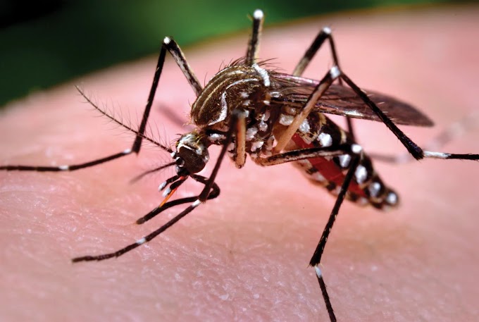 DENGUE: Prefeitura de Cachoeirinha aplica “fumacê” nos bairros Parque Brasília, Silveira Martins e parte do Monte Carlo