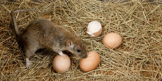 Do Rats Eat Chicken Eggs? Reason & Solution