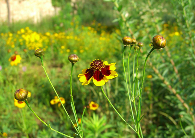 Coreopsis Tinctoria Flowers