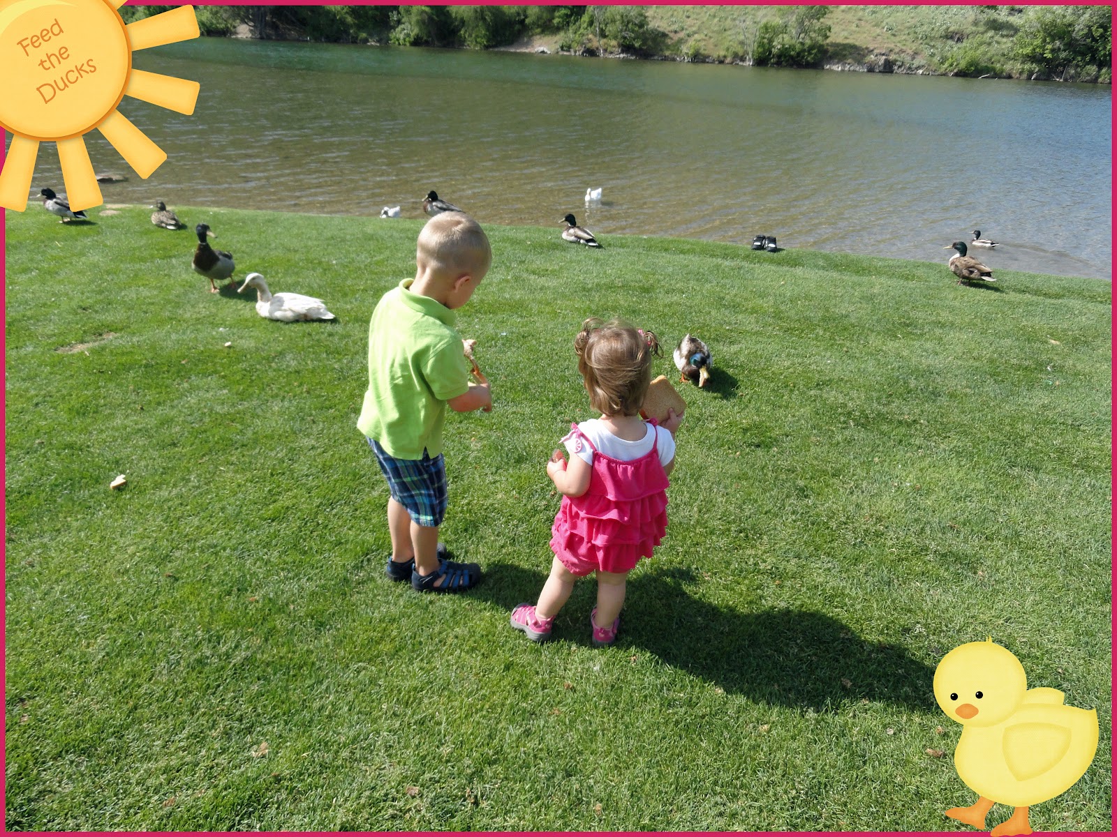 Feeding Ducks