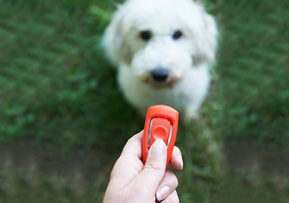 Clicker Training for Dogs and Other Small Dogs