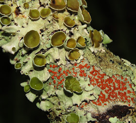lichen