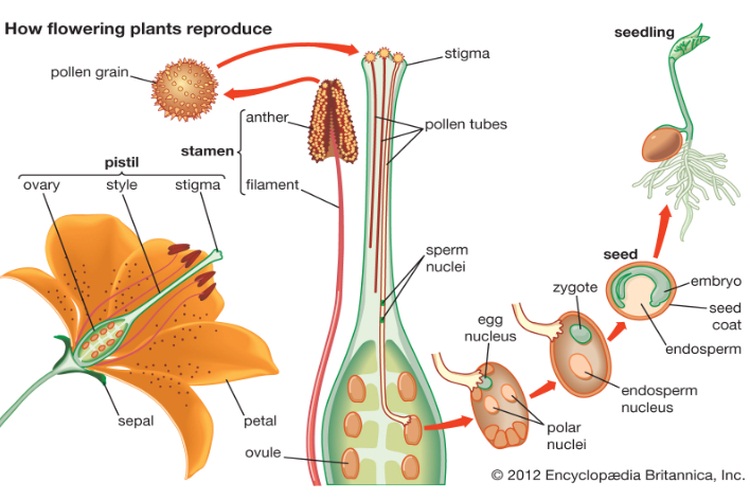 Pengertian Penyerbukan Pada Tumbuhan Dan Bunga Beserta 