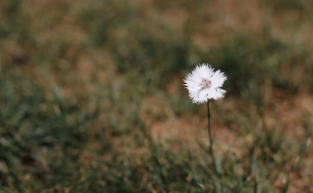 Dianthus Plumarius Flowers Pictures