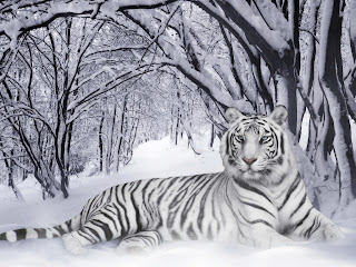 HD White Tiger Wallpapers