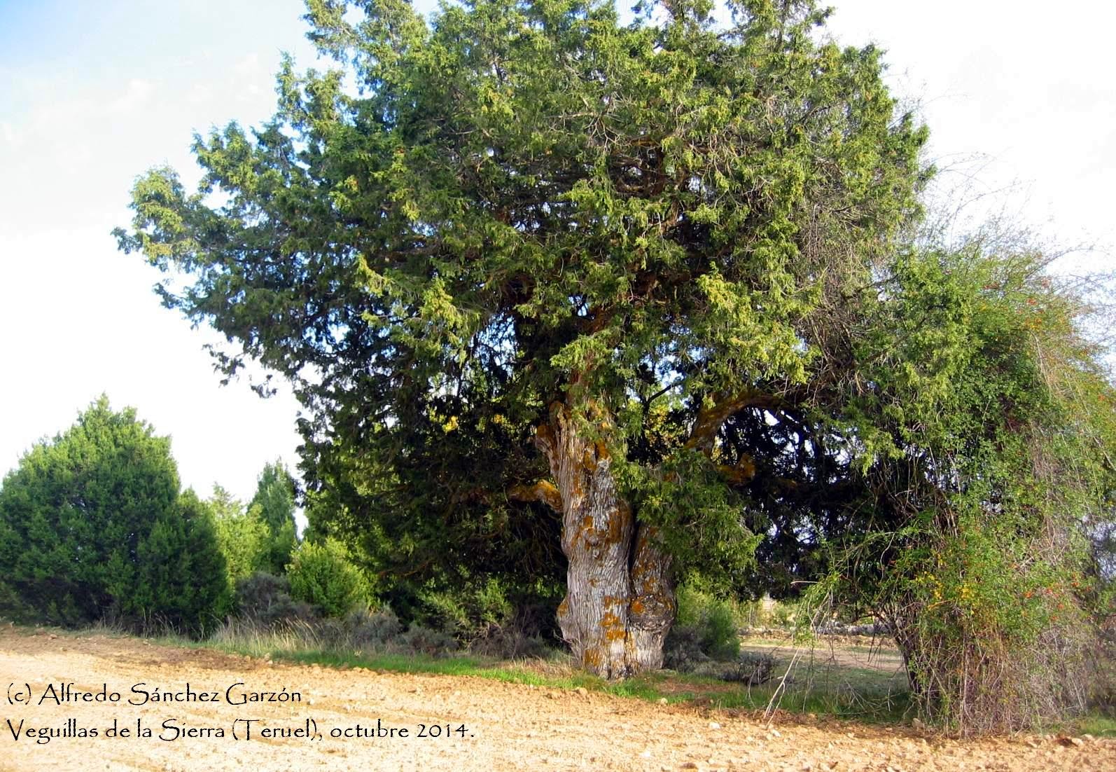 veguillas-sierra-sabina-juniperus-thurifera