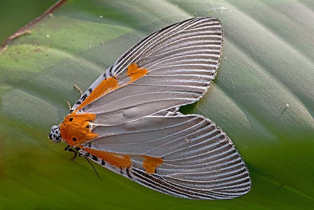 Euplocia membliaria moth