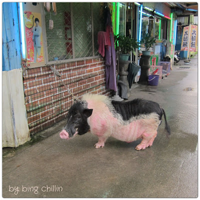 taipei-danshui-wild boar