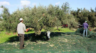  οι δέκα ρίζες ελιές Στα δίχτυα του ΕΦΚΑ