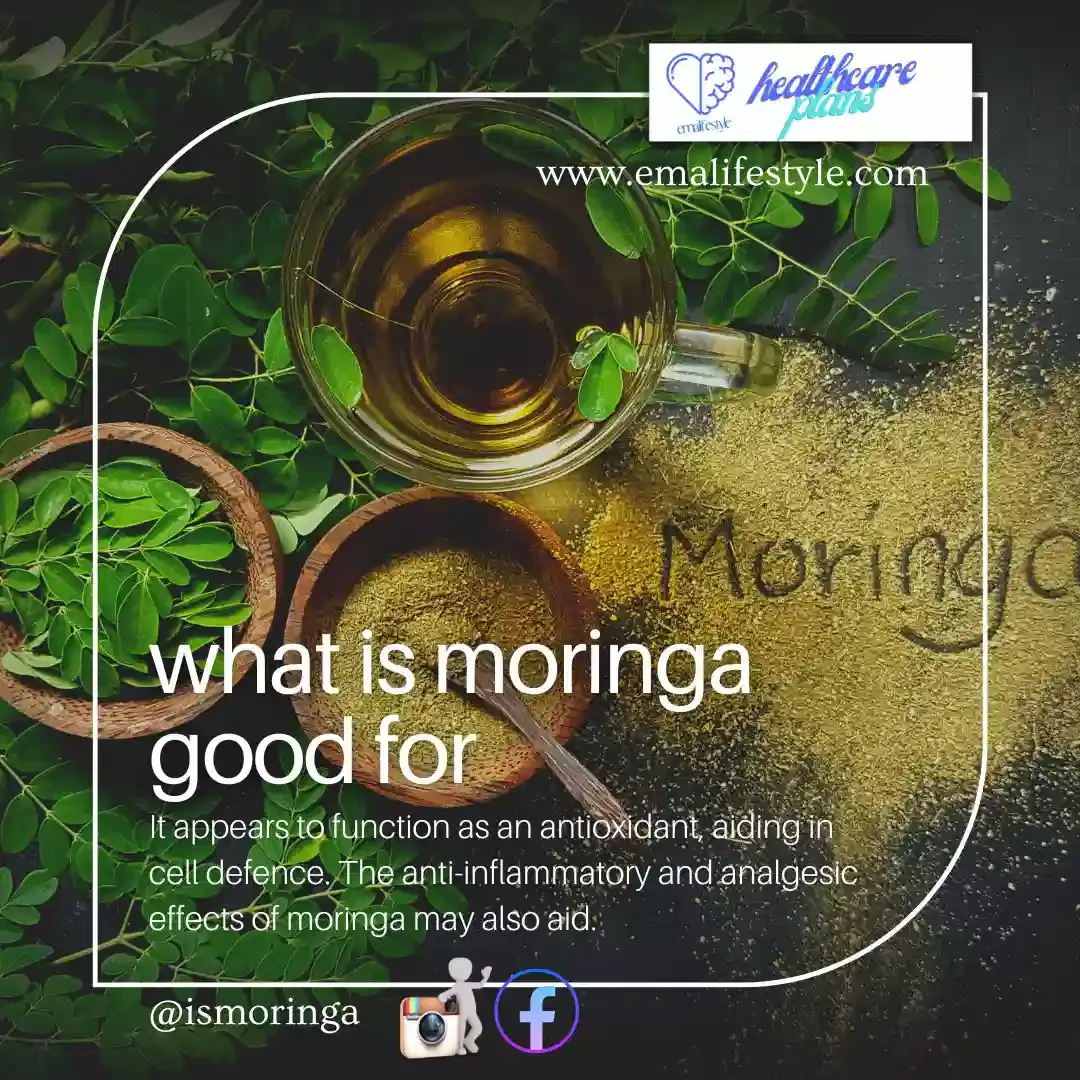 what is moringa good for health and what do to the body