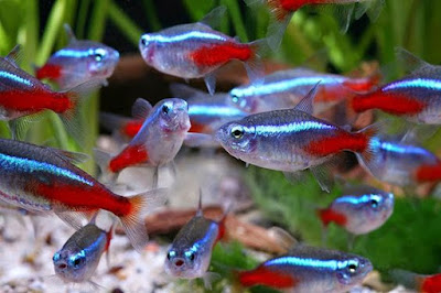 Neon Tetra