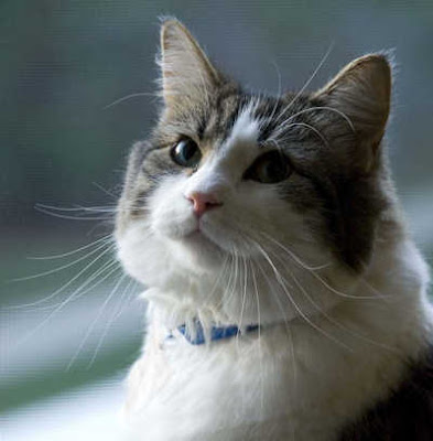 Kucing Pendeteksi 50 Kematian Akurat