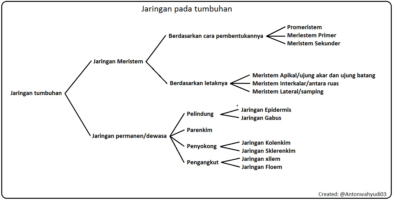 Jaringan Dan Organ Pada Hewan