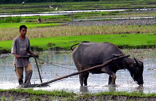 bajak sawah