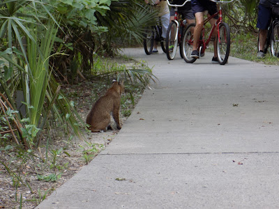 Bobcat