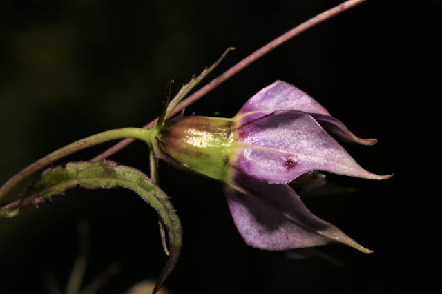 Cyclocodon celebicus