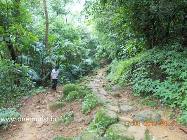 toward living root bridge 