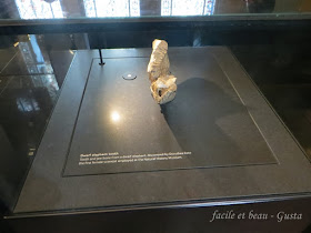 Dwarf elephant tooth