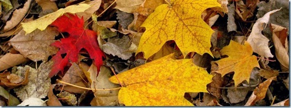 otoño-1024x574