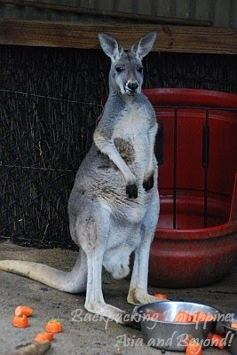 kangaroo taronga zoo