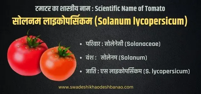 Tomato scientific name in Hindi