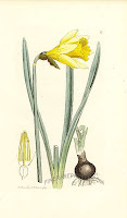 daffodil