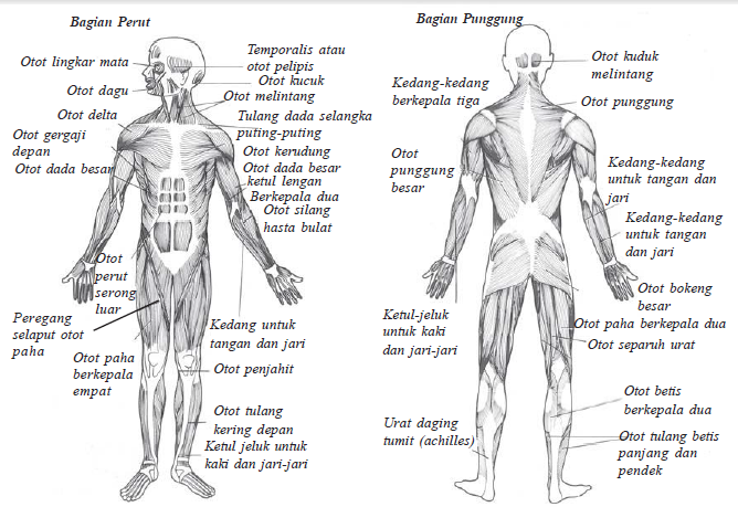 Top Populer Gambar Otot Tubuh, Info Spesial!