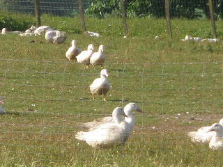 granja de patos Francia