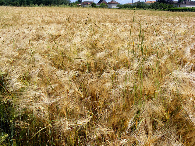 Barley crop, Indre et Loire, France. Photo by Loire Valley Time Travel.