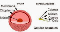 http://cplosangeles.juntaextremadura.net/web/laminas_interactivas/celulas_sexuales01/actividad.html