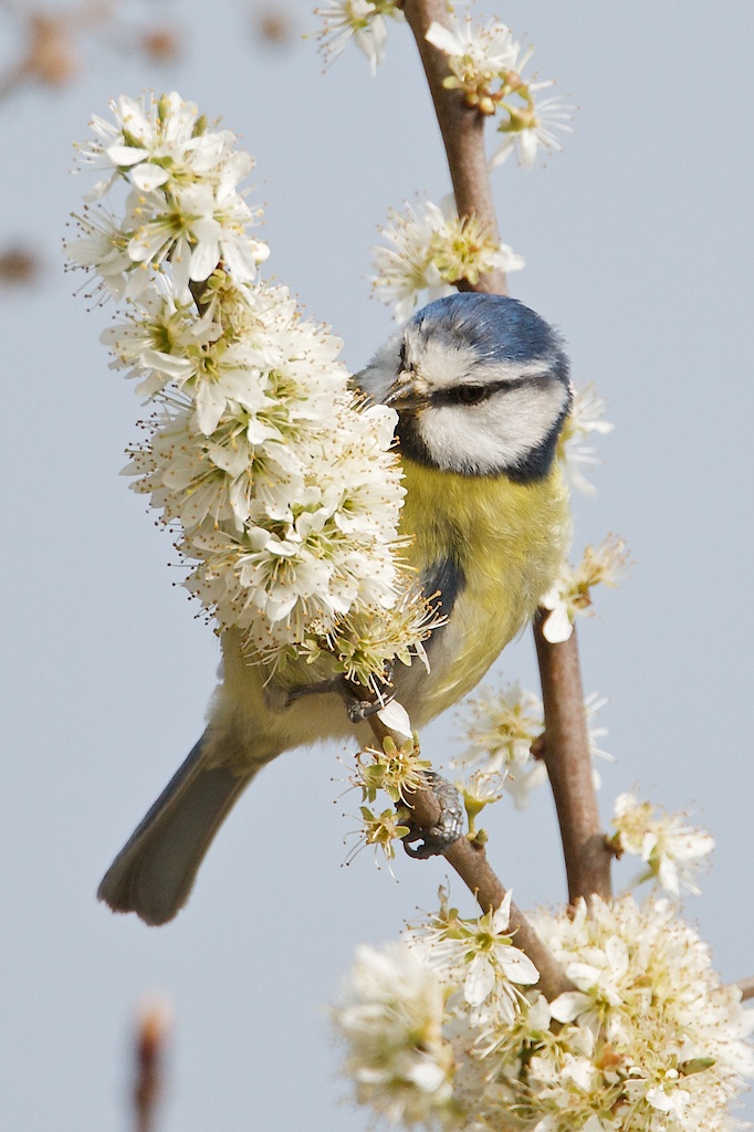 Blue Tit and Chiffchaff