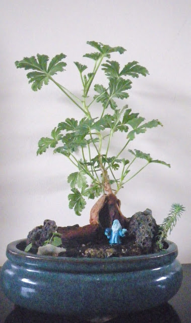Scented Pelargonium Mexican Sage bonsai with driftwood and volcanic rock