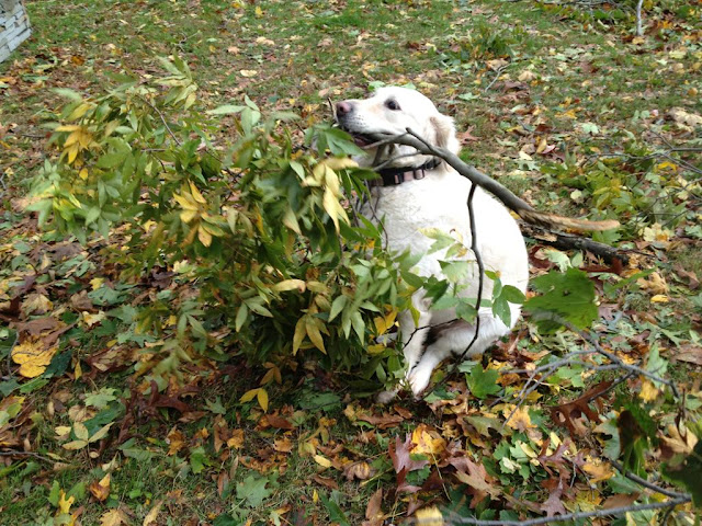 dog with tree branch on his mouth, funny animal pictures, animal photos, funny animals