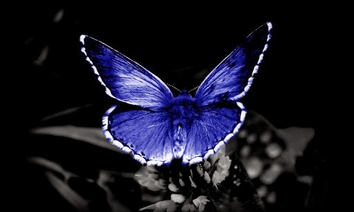 butterfly wallpaper android market waterfall butterfly live wallpaper ...