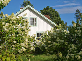 Hvidt gård og hvide syrenhortensia