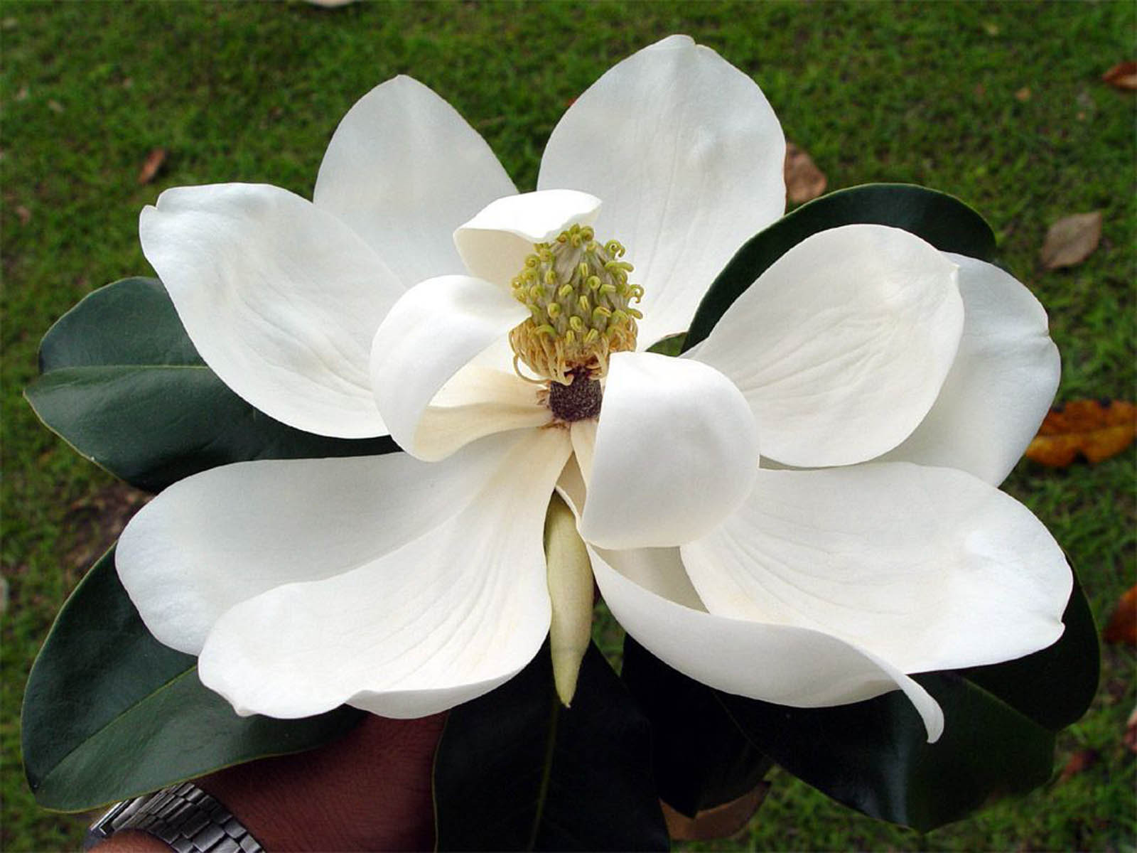 Magnolia Flower Wallpaper