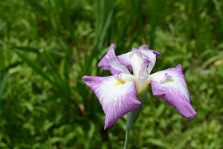 西山の里桃源の花菖蒲