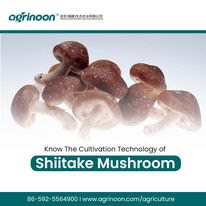 shiitake mushroom log