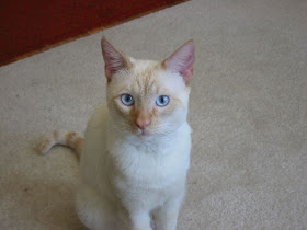 Gambar Kucing Colorpoint Shorthair