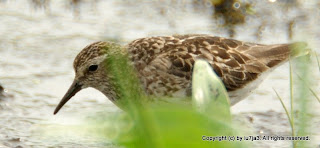 Least Sandpiper