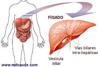 Localização do Fígado