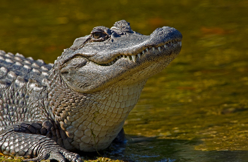 American Alligator New Lovely Hd Wallpapers 2013 HD Wallpapers Download Free Images Wallpaper [wallpaper981.blogspot.com]