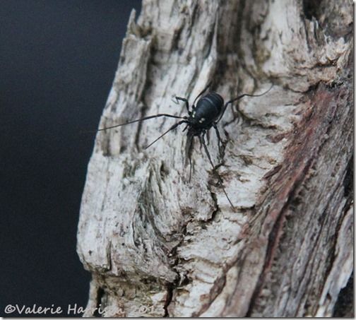 50-harvestman-Nemastoma-bimaculatum-male