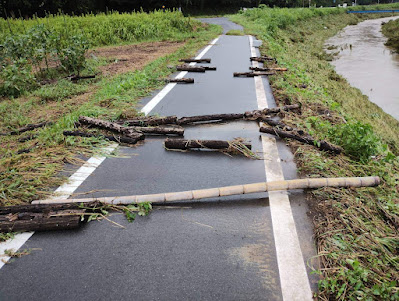 令和5年台風13号被害　原木椎茸栽培