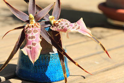 Odontoglossum-Oncidium Flowers with Kähler Pottery