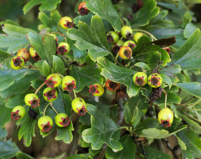 Unripe hawthorn berries