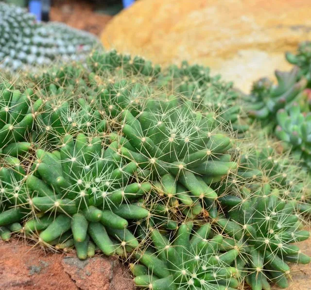 แมมกล้วยหอม Mammillaria longimamma